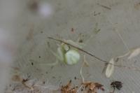 Misumena vatia