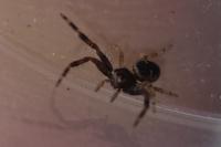 Synema globosum