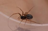 Neriene clathrata