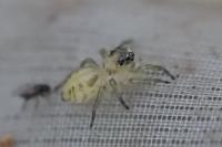 Phintella castriesiana