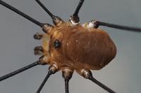 Leiobunum rotundum