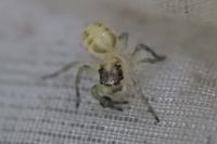 Phintella castriesiana