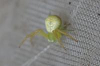 Ebrechtella tricuspidata