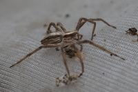 Pisaura mirabilis