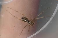 Linyphia triangularis