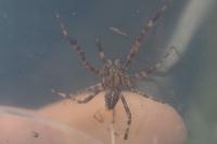 Araneus diadematus