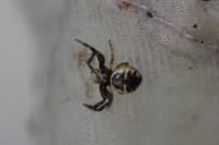 Synema globosum