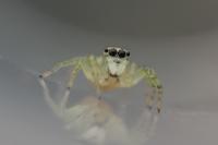 Phintella castriesiana