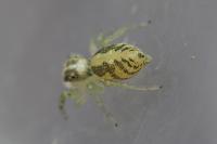 Phintella castriesiana