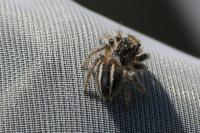 Philaeus chrysops