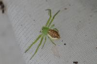Diaea dorsata