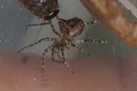 Gibbaranea bituberculata