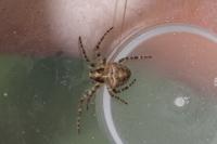 Gibbaranea bituberculata