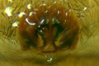 Trochosa ruricola