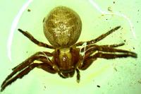 Xysticus cristatus
