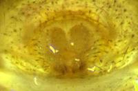 Xysticus cristatus