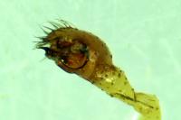 Enoplognatha ovata