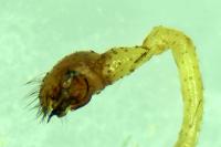 Enoplognatha ovata