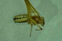 Enoplognatha ovata