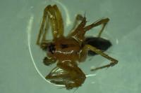 Oxyopes lineatus