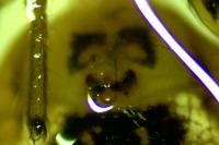 Oxyopes lineatus