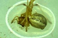 Enoplognatha afrodite