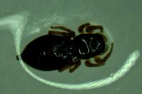 Heliophanus kochii