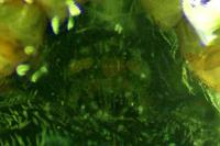 Heliophanus flavipes