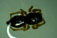 Heliophanus flavipes