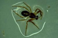 Hypsosinga pygmaea