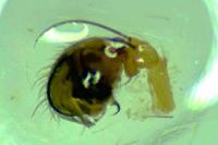 Hypsosinga pygmaea