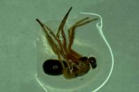 Hypsosinga pygmaea