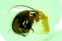 Hypsosinga pygmaea