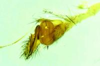 Tetragnatha