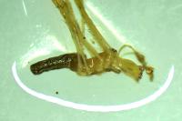 Tetragnatha