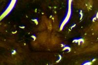 Pardosa saltans