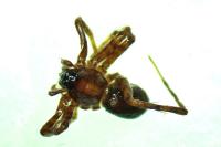 Pardosa saltans