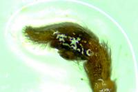 Lycosidae