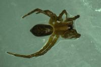 Trochosa