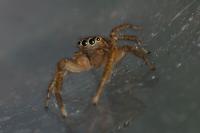 Marpissa radiata