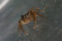 Marpissa radiata