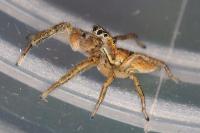 Marpissa radiata