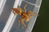 Marpissa radiata