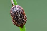 Dermacentor reticulatus