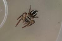 Philaeus chrysops
