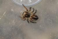 Philaeus chrysops