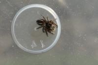 Philaeus chrysops