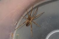 Pisaura mirabilis