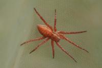 Dolomedes fimbriatus / Dolomedes plantarius