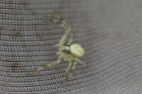 Misumena vatia